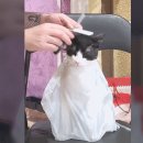 댕댕이묭실 이미지