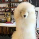 카페율리 이미지