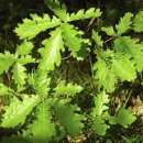 [(16) 식품과 의약의 도를 말하다 | 나뭇잎 치료법] 나뭇잎이 지닌 생명력으로 심신의 병 치료 - 최진규 한국토종약초연구학회 회장 이미지
