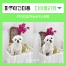 디어.플라워(Dear.flour) | 파주애견미용 디어플라워 말티즈 스포팅 1cm 후기