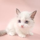 동양애견 강아지분양 고양이분양 이미지