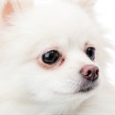 강아지분양 애견입양 아이러브독 수원점 말티푸미니비숑포메 이미지