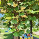 꼬망세어린이집 이미지