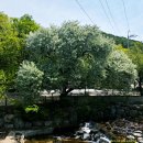 꽃별하얀 이미지