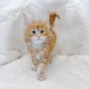 천안고양이분양 베스트캣 제나캣 천안점 이미지