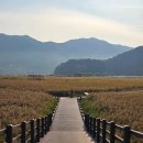 순천만 어싱길 맨발 걷기대회 | 순천 가볼만한곳 순천만습지 갈대