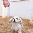 P&M 반려견교육센터 대전점 이미지