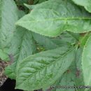 오기농장 이미지