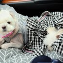 최우식동물병원 이미지