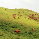 복지목장 이미지