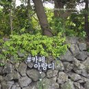 아랑디 | 제주시 카페 아랑디, 목향 장미 가득 카페 후기