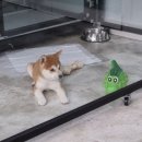 수원시바견