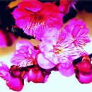 봄바람 / 靑山 손병흥 이미지