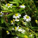 칠보중학교 이미지