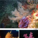 대포1세천 이미지