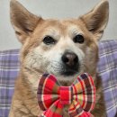 리본반려견 유치원 | [탑스동물병원] 김해 강아지 건강검진 내돈내산 후기