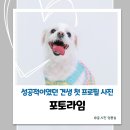 라임 | 원주사진관 포토라임 반려견 프로필 후기 주차부터 촬영정보까지