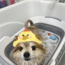 끌레르독 이미지