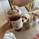 스윗다이노 이미지