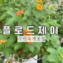 가마치통닭 산동점 | 개업 오픈 축하용 화분 선물 추천 ! 구미 옥계 산동 꽃집 플로드제이 〰️💚