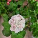 oh.<b>바비</b><b>코코</b>