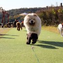 코코애견클럽 이미지