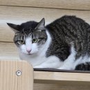 동물보육원 대전서구갈마지부 이미지