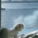 비앤비 | 부산 광안리 애견동반 숙소 추천 - 오션뷰 에어비앤비 후기