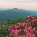 🌸 거친 바위와 야생화의 향연! 서북능선 귀때기청봉 무박 산행 찐 후기 (한계령~장수대 코스)