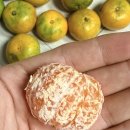 달콩 제주 | 작지만 정말 맛있는 극조생귤 먹어본 후기 귤 잘고르는법