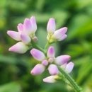 산하소소 이미지