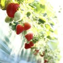 이목농장 2 이미지