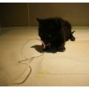 유니온동물의료센터 이미지