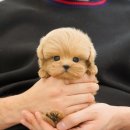 달링하이 강아지분양 밀양점 이미지