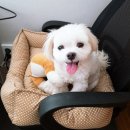 봄봄동물병원 이미지