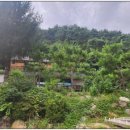 소나무펜션 이미지