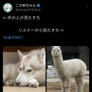 코사메