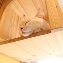 캣츠호텔 이미지