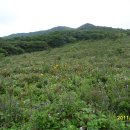 곰배령화원 이미지