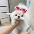 앨리스켄넬