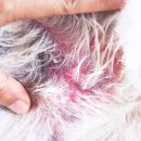 24시 코끼리동물의료센터 이미지