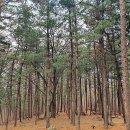 목상동 솔밭길 이미지