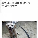 웃는강아지 이미지