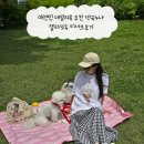 브라운독 | 애견인 데일리룩 추천 떡국누나 젤라또독 티셔츠후기
