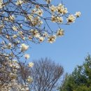 목련약국 이미지