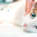 마스터 동물의료센터 이미지