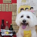 멍블리 펫 이미지