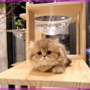 광주캐터리 이미지