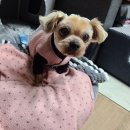 주디