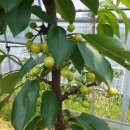 사오리농장 이미지